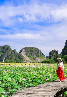 Con đường gỗ giữa hồ sen ở Hang Múa gây sốt vì vẻ lãng mạn
