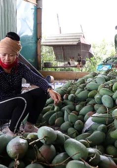 Xoài tượng da xanh Sơn La lần đầu xuất sang Mỹ