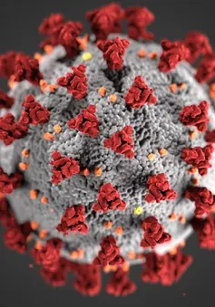 Kẽm ức chế sự nhân lên của virus SARS-CoV-2