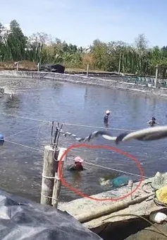 Thương lái dàn cảnh trộm tôm bằng chiêu thức "siêu" tinh vi