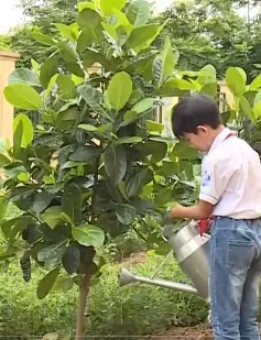 Quỹ 1 triệu cây xanh cho Việt Nam sắp chạm đích