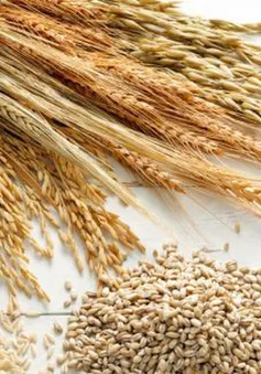 Giá lương thực, thực phẩm thế giới tăng lần đầu tiên trong năm nay
