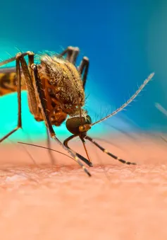 Mỹ thả 750 triệu con muỗi đực biến đổi gene để khống chế dịch sốt xuất huyết