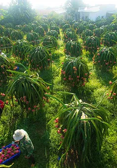 Lồng ghép nhiều chương trình phát triển toàn diện vùng đồng bào dân tộc thiểu số