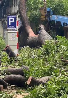 Hà Nội: Cây cổ thụ bất ngờ bật rễ đổ vào nhà dân trên phố Lý Thái Tổ