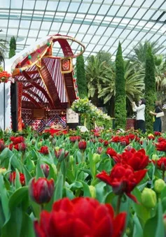 Lễ hội hoa tulip trở lại với nhiều bất ngờ tại Gardens by the Bay