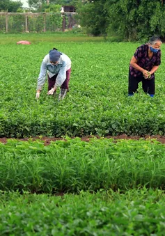 Tăng cường kiểm soát vùng trồng, nông sản giữ vững thị trường xuất khẩu