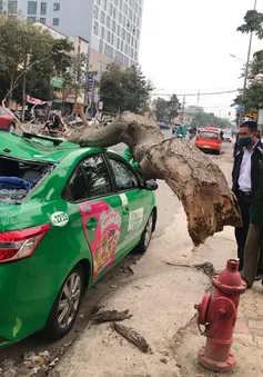 Cây xanh gãy đè bẹp xe taxi, 2 người thoát chết hy hữu