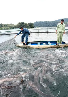 Người chăn nuôi điêu đứng vì cá tầm nhập lậu