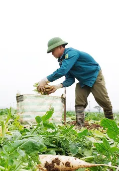 Người dân Hà Nội đổ bỏ hàng tấn nông sản vì không có đầu ra