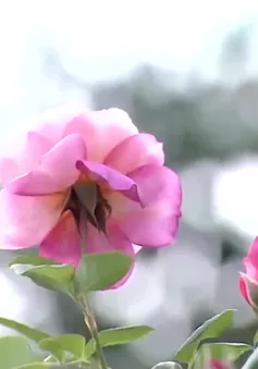 Làm giàu từ hoa hồng