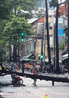 Cây bật gốc đè 2 người ở trung tâm TP Hồ Chí Minh
