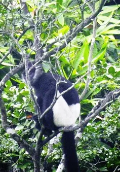 Voọc mông trắng "sống chung" với mìn và bụi đá