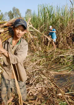 Lỗ hổng nhập khẩu, vị đắng mía đường?