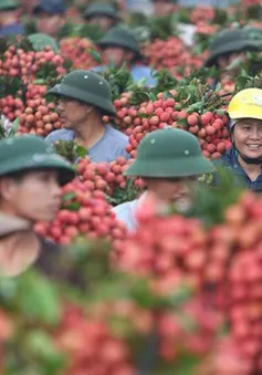 "Giải cứu" nông sản mùa dịch