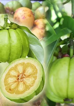 Bí quyết giảm cân an toàn từ thảo dược tự nhiên