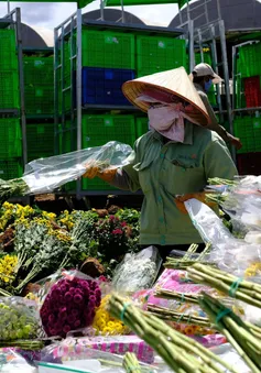 Hàng vạn cành hoa Đà Lạt buộc phải tiêu hủy