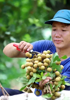 Cấp chứng nhận đăng ký nhãn hiệu “Nhãn Sơn La”