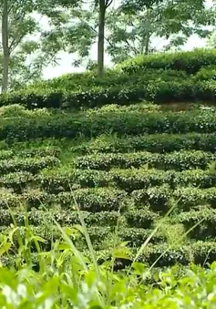 Tràn lan chè Thái Nguyên không rõ nguồn gốc