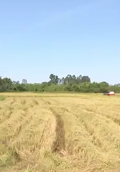 Gặt lúa trong mùa dịch