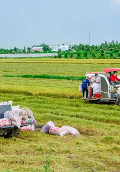 Doanh nghiệp gặp khó trong việc tăng thu mua lúa cho dân