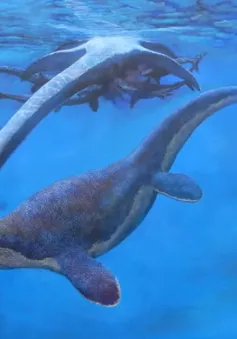 Khủng long Mosasaur - "quái vật biển" dài hơn 5m thống trị đại dương cổ đại