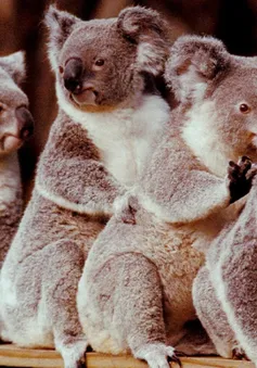 Australia mất đi 1/3 số Koala trong 3 năm qua