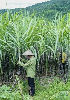 Bộ Công Thương điều tra chống lẩn tránh phòng vệ thương mại sản phẩm đường mía