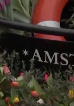 Ngày hoa Tulip quốc gia tại Hà Lan