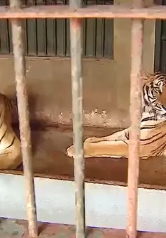 Nóng tình trạng buôn bán Hổ