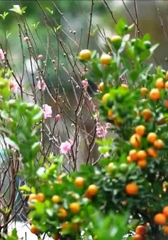 Hương vị Tết và nỗi nhớ nhà của những người Việt xa xứ