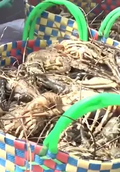 Phú Yên: Sau mưa lũ, người nuôi tôm hùm thiệt hại nặng