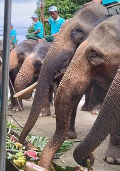 Viện trợ hơn 55,4 tỷ đồng để chấm dứt du lịch cưỡi voi