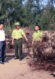 Hà Tĩnh: Sớm có giải pháp khắc phục tình trạng biển xâm thực