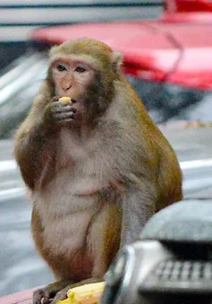 Chưa bắt được con khỉ tấn công người ở Hà Nội