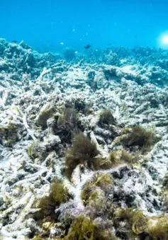 Rạn san hô Great Barrier ở Australia nên nằm trong danh sách 'đang gặp nguy hiểm'