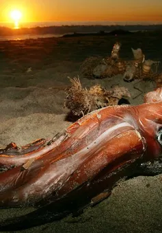 Chiêm ngưỡng loài mực "khổng lồ" lớn nhất thế giới từng được phát hiện