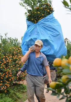 Cơn mưa "vàng" cho người trồng quất Tết