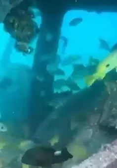 Dùng ô tô cũ làm rạn san hô nhân tạo