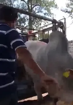 Phương pháp vỗ béo bò bí ẩn và bò nhập ngoại "3 không"
