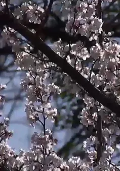 Lễ hội hoa anh đào tại Mỹ