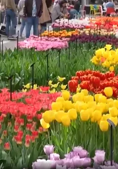 Vườn hoa tulip lớn nhất châu Á mở cửa trở lại