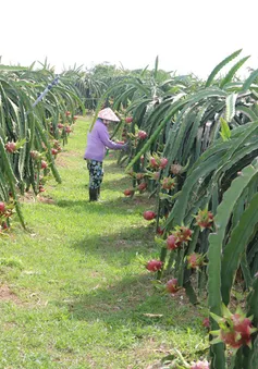 Nông dân chặt bỏ hàng nghìn ha thanh long