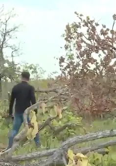 Đắk Lắk phát hiện vụ phá hơn 300 ha rừng tại Ea Súp