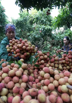 Xuất khẩu trái cây Việt gia tăng tại nhiều thị trường