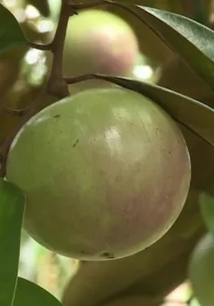 Ăn nhiều quả vú sữa có tăng cân?