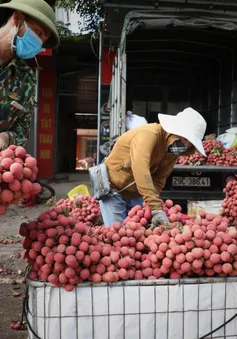 Thanh long, vải thiều được thông quan trở lại qua cửa khẩu Lào Cai