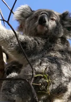 Australia: Các loài động vật đối mặt nguy hiểm khi môi trường xấu đi