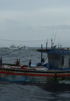 Bà Rịa - Vũng Tàu: Cứu 2 ngư dân trôi dạt trên biển