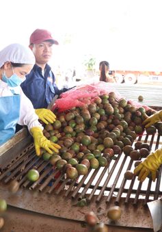 Chanh leo được xuất khẩu chính ngạch sang Trung Quốc